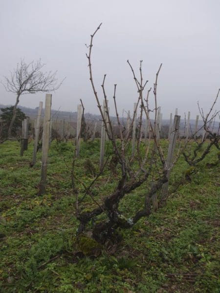 Un pied centenaire dans la vigne à Christian Ducroux