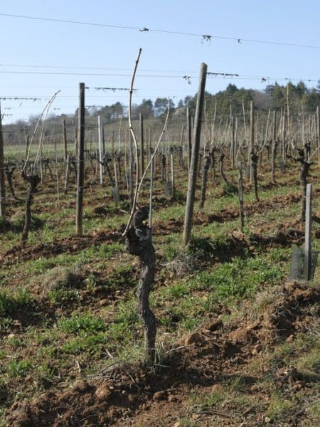 Domaine - vins-authentiques.ch