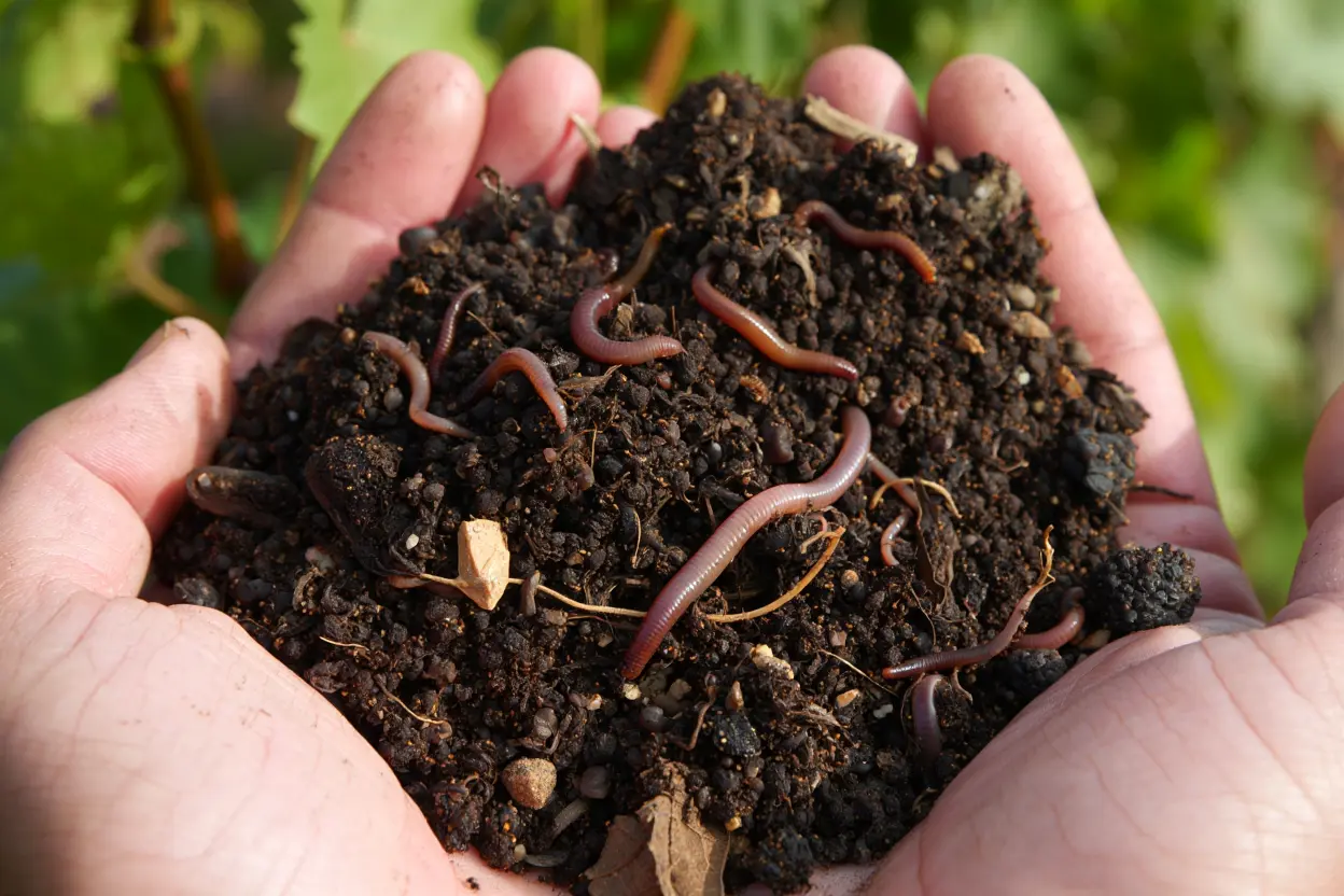 Sol fertile d'une vigne biodynamique