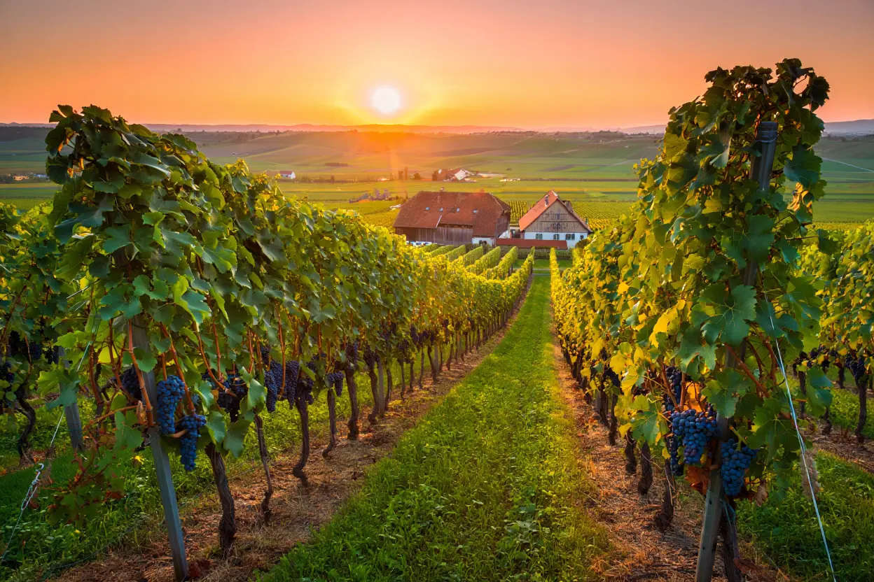 Vignoble en rangs under sun levant, rangées de vignes verdoyantes entre deux allées, maisons au loin. Différence vin bio et vin naturel évoquée.